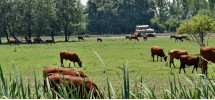 Ferme vache laitière