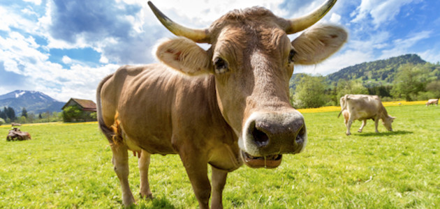 Vache de la ferme du lait Meuuuh